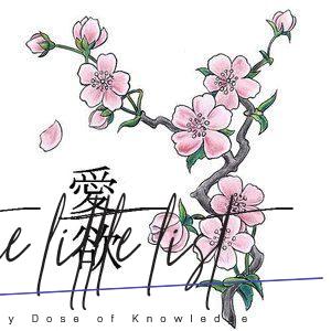 Tender Selection Of Cherry Blossom Tattoo For Your Inspiration