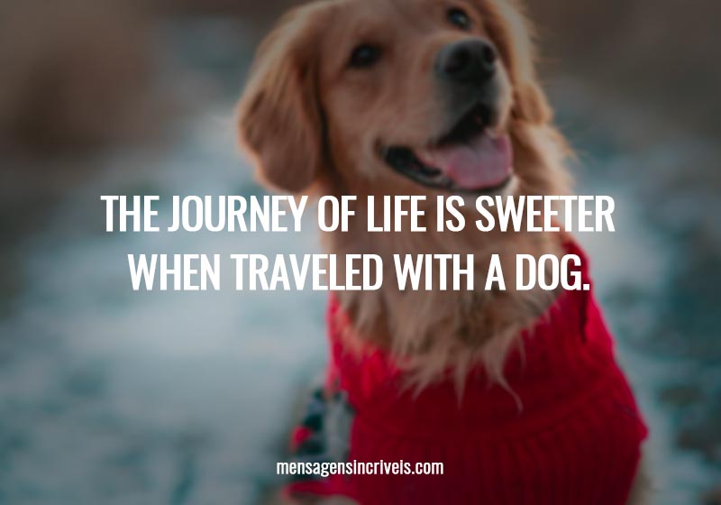 The journey of life is sweeter when traveled with a dog.