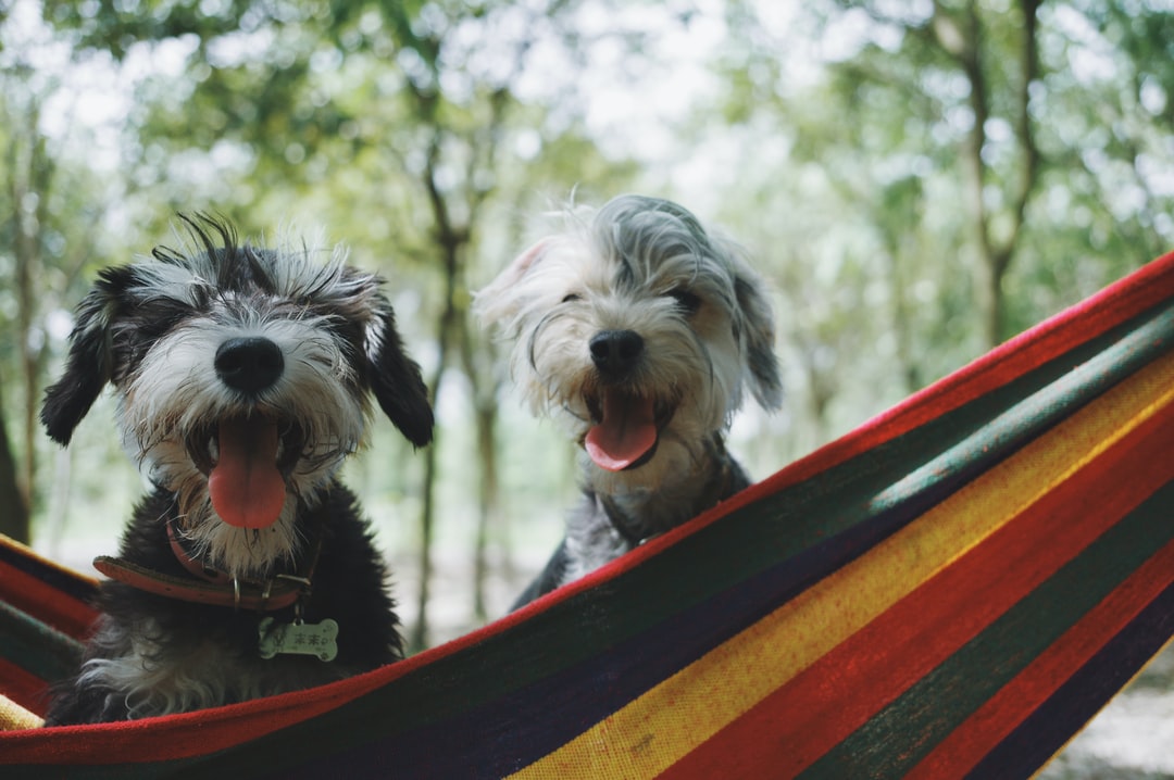 picture of two dogs in the hammock