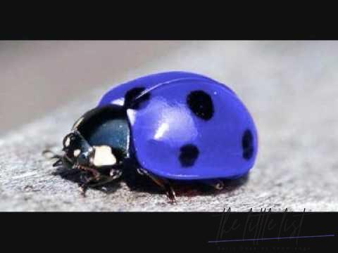 Are Pink ladybugs poisonous?