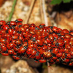 Are blue ladybugs real?