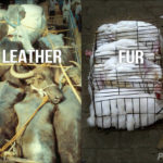 Are cows killed for leather?