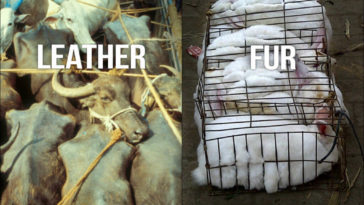 Are cows killed for leather?