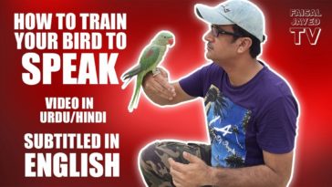 Can I speak in Hindi in Dubai?