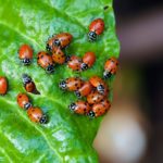 Do female ladybugs have spots?