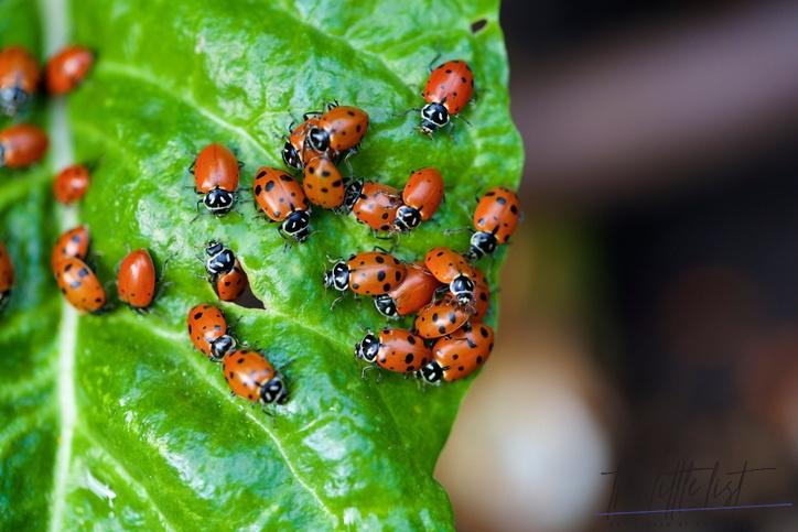 Do female ladybugs have spots?