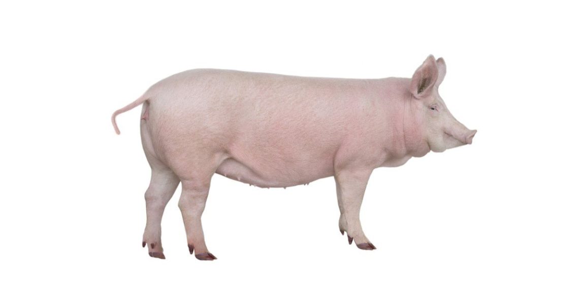 Does Longchamp use pig skin?