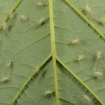 How do indoor plants get mealybugs?