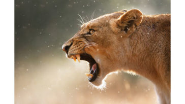 Is a lioness stronger than a lion?