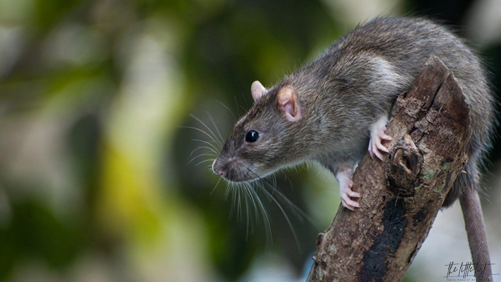 pet-rat-behavior-what-does-it-mean-small-pet-select