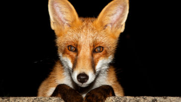 What are male foxes called?