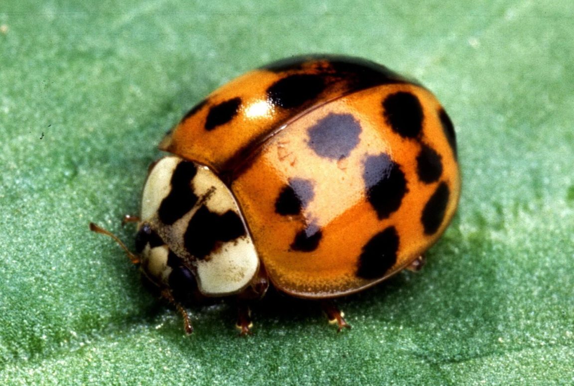 What are the orange bugs that look like ladybugs?
