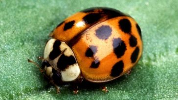 What are the orange bugs that look like ladybugs?