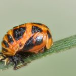 What bug looks like a ladybug but is black?