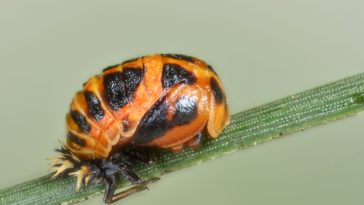 What bug looks like a ladybug but is black?
