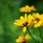 What is a yellow ladybug?
