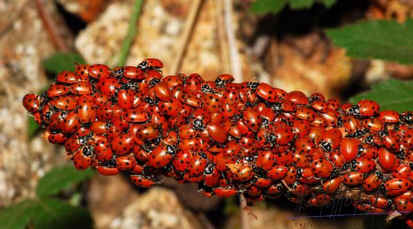 What is the meaning of a lady bug?