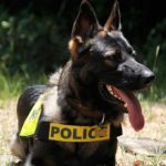 Why are there no female police dogs?