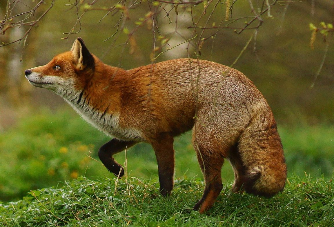 Why is Fox Renard in French?