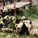 Is Panda research legit?
