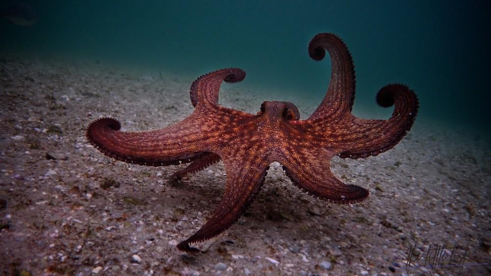 What is the 1 predator of the octopus?