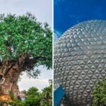 Which Disney park is least popular?